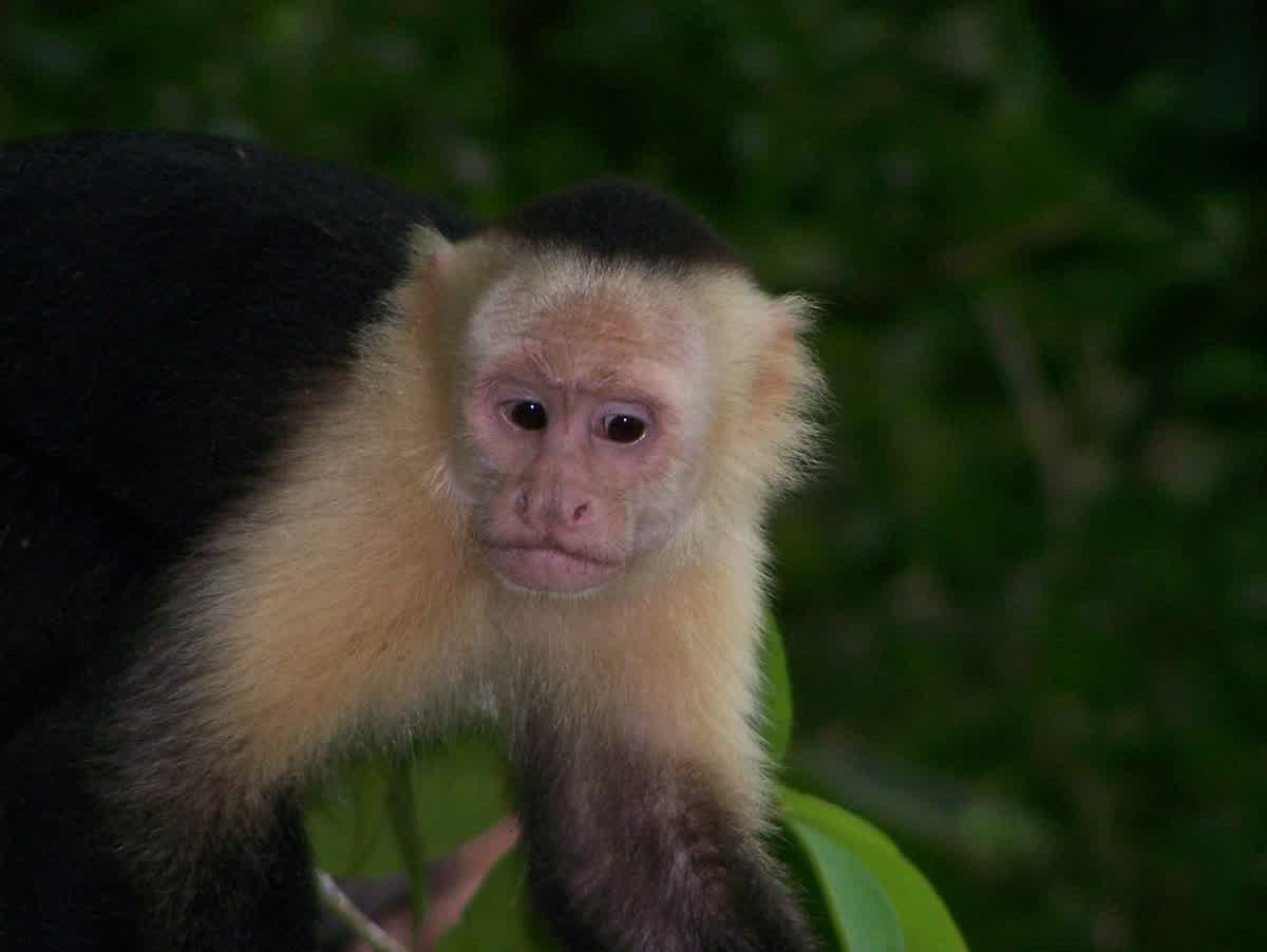 Baby monkey in care